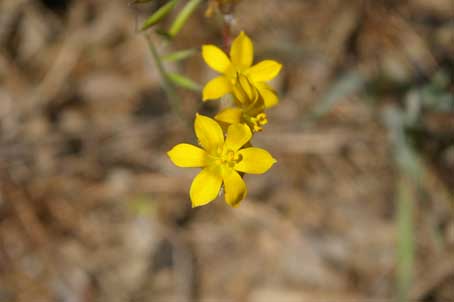 siyrinchium